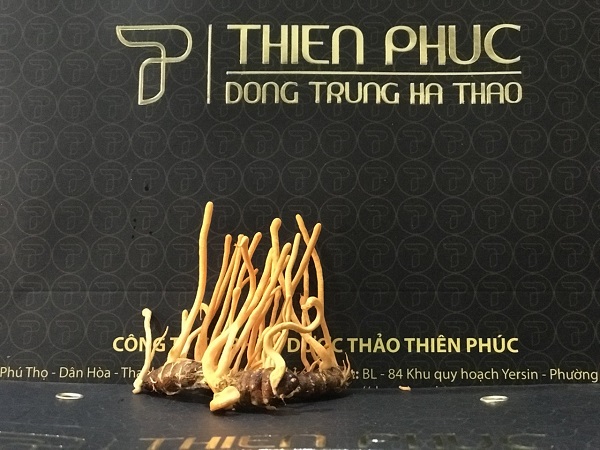 Đông trùng hạ thảo chữa bệnh tim mạch