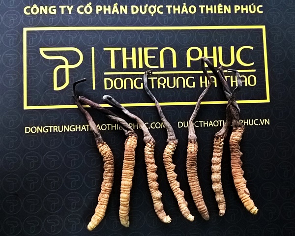 su-dung-dong-trung-ha-thao