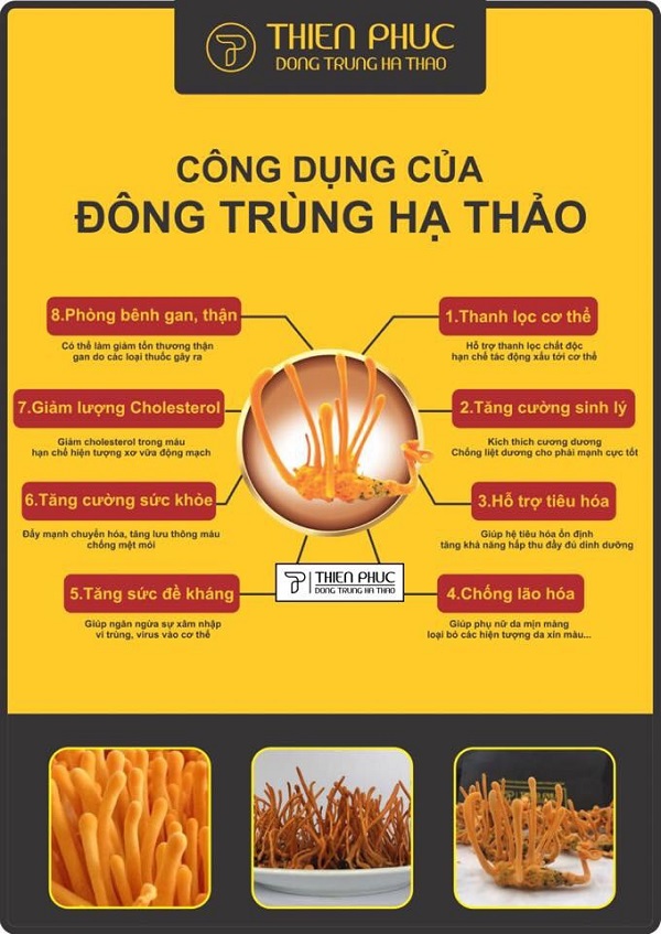 đông trùng hạ thảo Thiên Phúc Hưng Yên