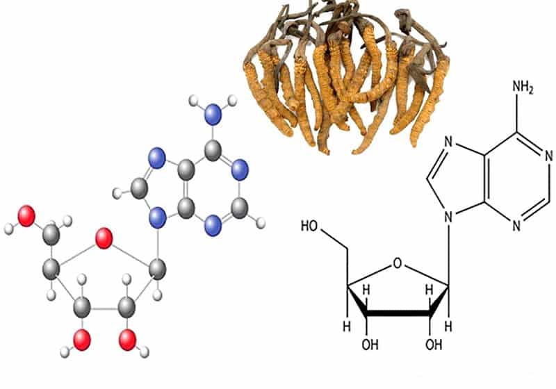 Tác dụng của dược chất Cordycepin trong đông trùng hạ thảo