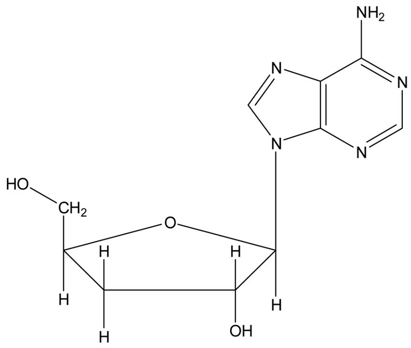 Cấu tạo hóa học của Cordycepin