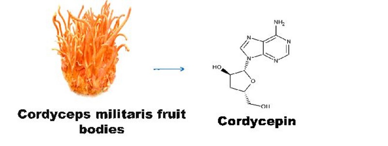 Bằng chứng khóa học trong hỗ trợ điều trị SARS-CoV-2 và các bệnh khác của nấm đông trùng hạ thảo (Cordyceps militaris)