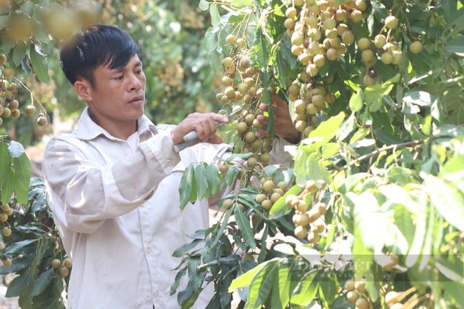 hội nghị thủ tướng 