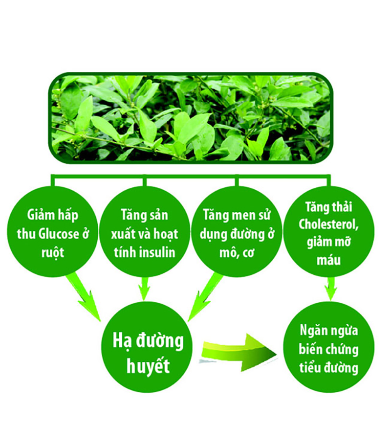 Tại sao dây thìa canh được ứng dụng rộng rãi trong các bài thuốc hỗ trợ điều trị tiểu đường?