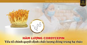 Hàm lượng Cordycepin trong Đông trùng hạ thảo Thiên Phúc