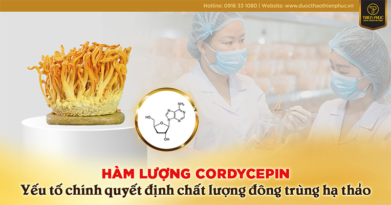 Mua đông trùng hạ thảo chất lượng