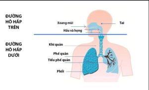 viêm đường hô hấp trên